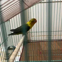 کوتله برزیلی|پرنده|برازجان, |دیوار