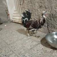 مرغ خروس سلطان|حیوانات مزرعه|شیراز, نصرآباد|دیوار