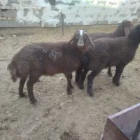۳ راس بره نر افشاری برای پروار