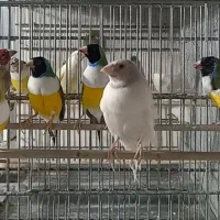 فنچ گلدین وبنگالی