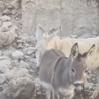 دو عدد الاغ جوان