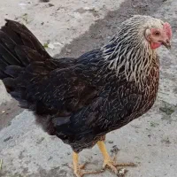 مرغ وخروس محلی وغازهای زیبای سالم