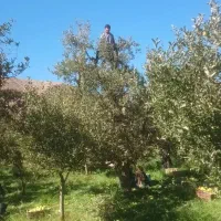 کارگرخانوم