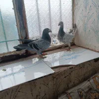 دو عدد کبوتر|پرنده|رشتخوار, |دیوار