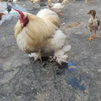 مرغ و خروس