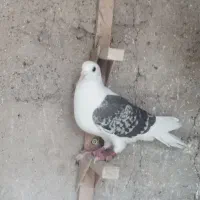 کفتر
