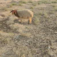 میش ابستن
