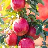 پیشفروش با شرایط چک نهال سیب قرمز مراغه|خدمات باغبانی و درختکاری|جلفا, |دیوار