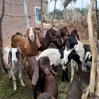 بزرشتی|حیوانات مزرعه|ریگان, |دیوار