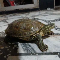 سالم سرحاله