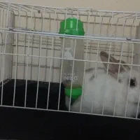 خرگوش سالم باهاش خانگی باقفس وظرف اب