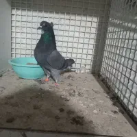 تهرانی|پرنده|بشاریات, |دیوار