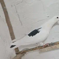 ی نر لک دوش|پرنده|شهریار, شهریار|دیوار