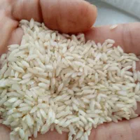 برنج عنبر بو شیروان چرداول