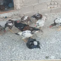 فروشی 9تا گوچ نسل دار|حیوانات مزرعه|سراوان, |دیوار