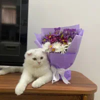 گربه میکس بریتیش و اسکاتیش|گربه|بابل, |دیوار