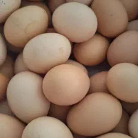 تخم مرغ محلی