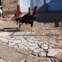 سه عدد جوجه خروس لاری