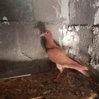 کبوترخوشرنگ نمونه به نمونه|پرنده|بندر کنگان, |دیوار