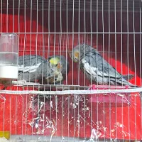 عروس هلندی پرورش خانگی