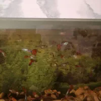 ماهی گوپی دانه 40هزار|ماهی|بیرجند, |دیوار