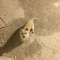 زرنگ سگ|حیوانات|مشهد, میعاد (شهرک غرب)|دیوار