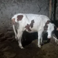 گاو ماده