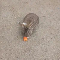 خرگوش 1میلون|موش و خرگوش|خرم‌آباد, |دیوار