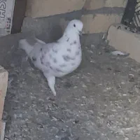 کبوتر پرشی|پرنده|آوج, |دیوار