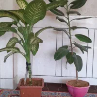 گل زیبا|گل و گیاه طبیعی|لردگان, |دیوار