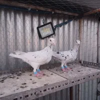 کبوتر دورگ پرشی
