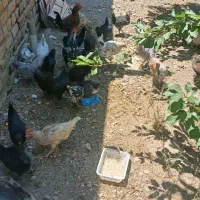 مرغ و خروس گلین ۵ماهه و جوجه گلین ۵۰روزه