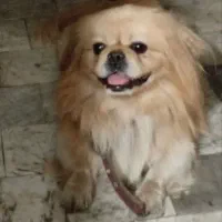 سگ ساکت و تربیت شده