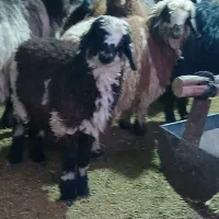 بره ۲۵ کیلویی