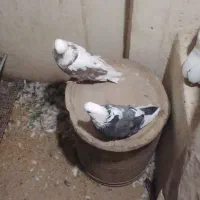 کبوتر دوکت نوک قنار|پرنده|تهران, مختاری|دیوار