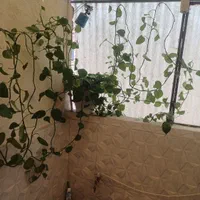 گل طبیعی|گل و گیاه طبیعی|تهران, عبدل‌آباد|دیوار