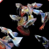 ماهی گوپی کالرزبرا آنجل لجن خار تترا نعون آکواریوم|ماهی|تهران, امام زاده حسن|دیوار