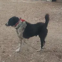 سگ  نر