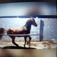 فروش دوعددنر