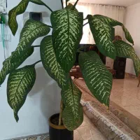 گل دیفن باخیا سرحال