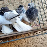 کبوتر کله سبز کله ای سیاه سر رنگی