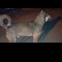 سگ پژدر|سگ|مشهد, امیریه|دیوار