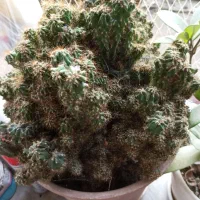 کاکتوس صخره ای