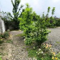 فروش زمین ۶۸۳ متری|فروش زمین و ملک کلنگی|آستارا, |دیوار