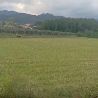 زمین کشاورزی