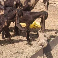 بزغاله نرگوش بلنداصل بز گلابی