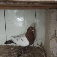 کبوتر .|پرنده|نهبندان, |دیوار