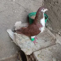 چادری و شصتی با جوجه بدون غلط