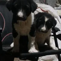 جفت توله نرو لاس