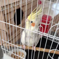 یک جفت عروس هلندی مولد